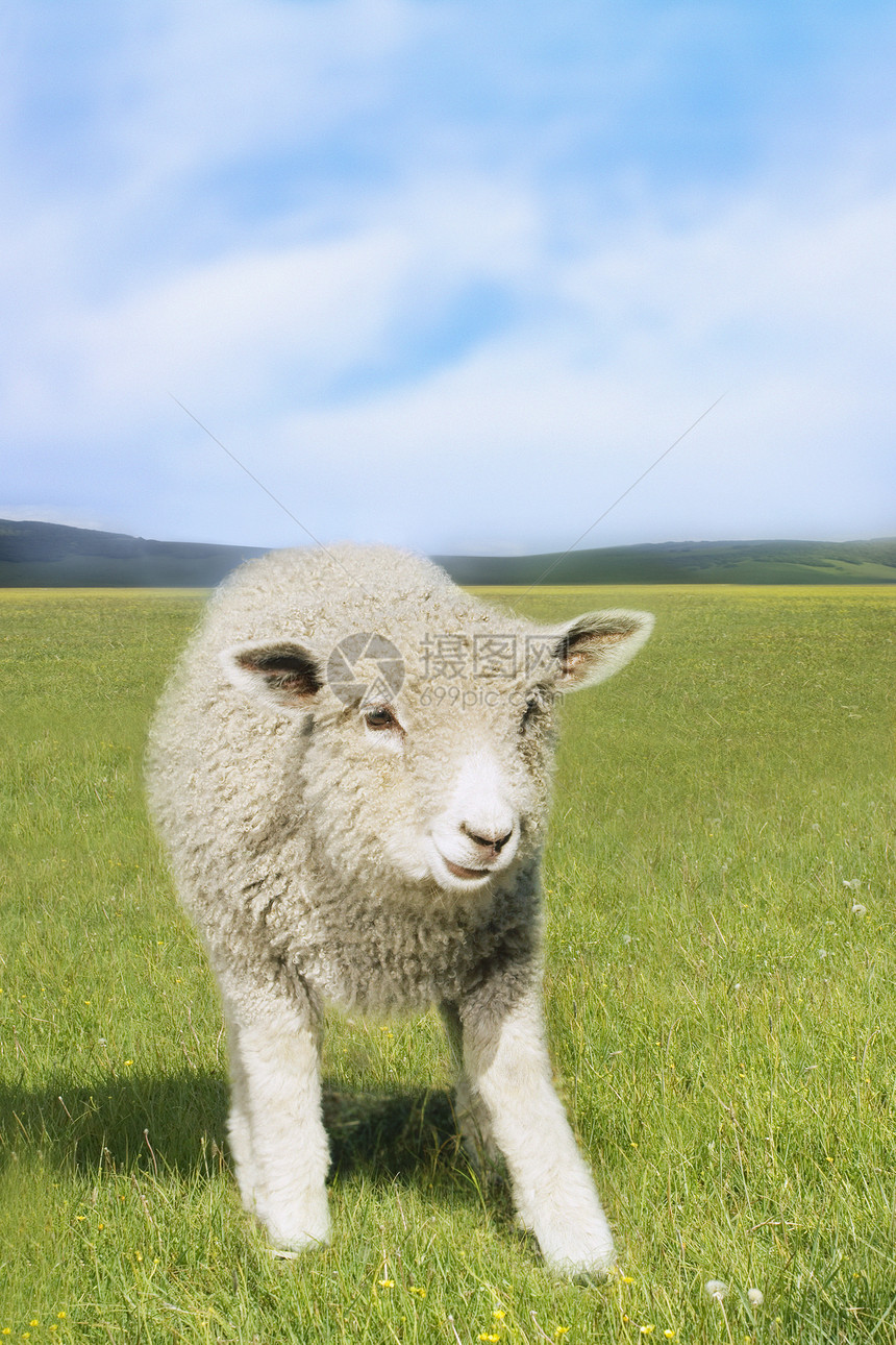 站在绿地的羊群图片