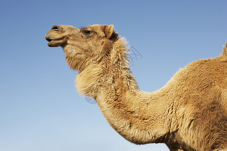 驯化一只种植的骆驼对着蓝天的侧观背景