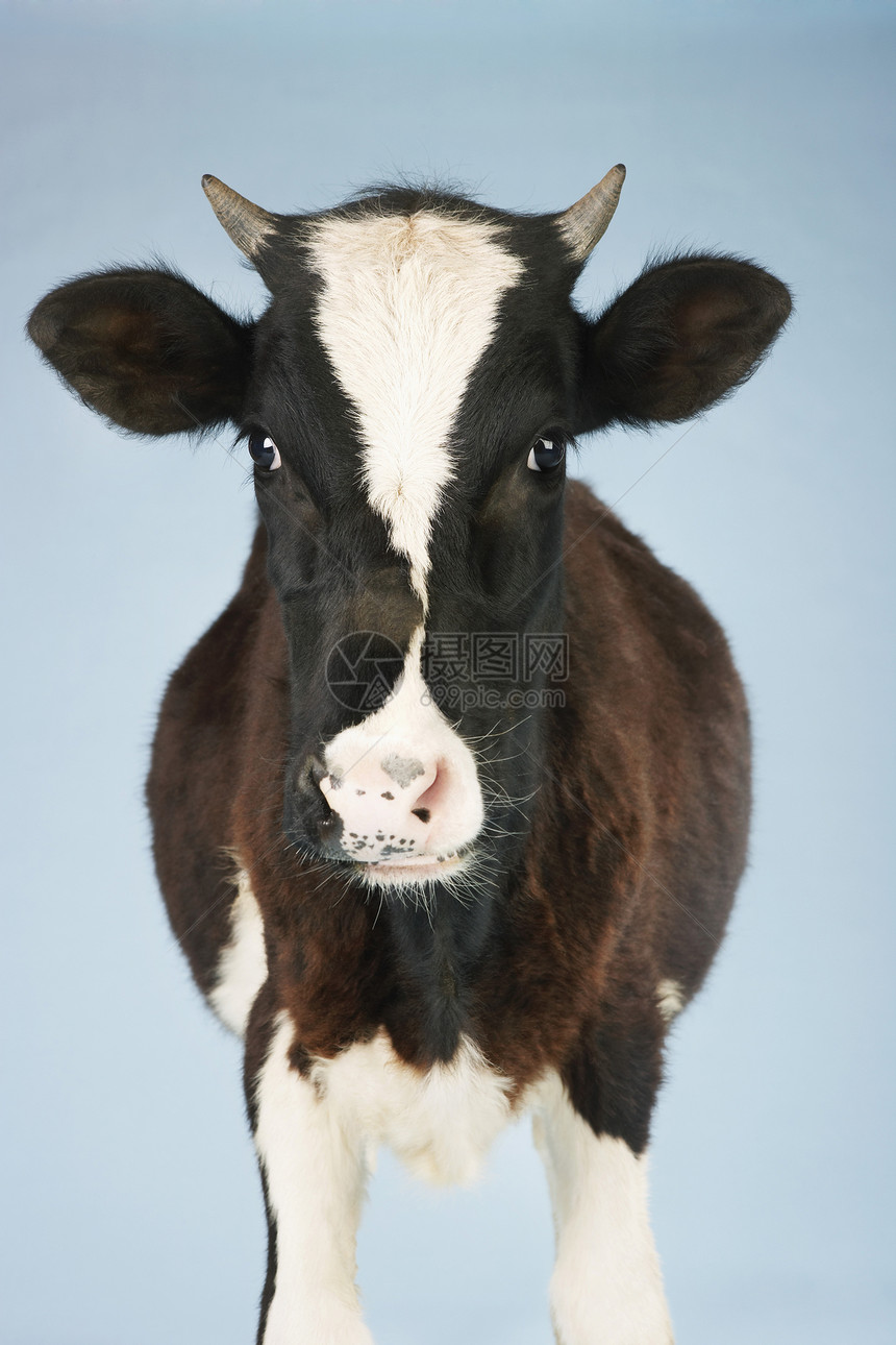站在清蓝天空的一头奶牛的肖像图片