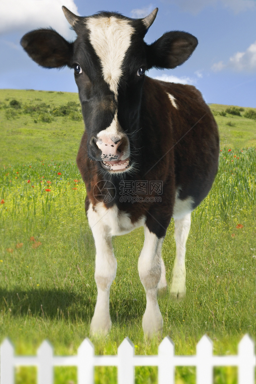 站在围栏后面绿地的一头奶牛的肖像图片