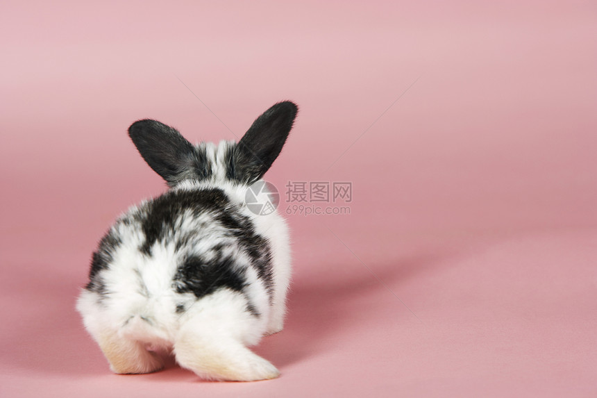 粉红背景的宠物兔子图片