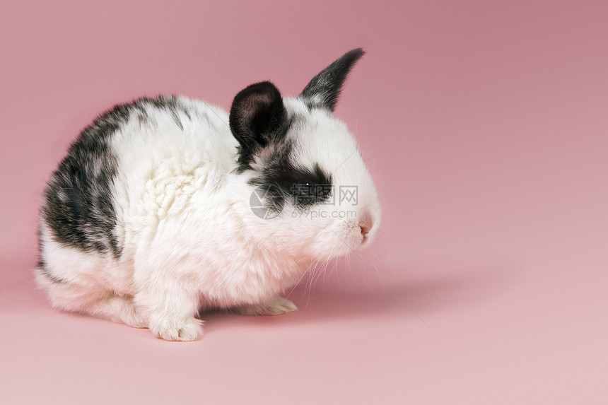 粉红背景的兔子图片