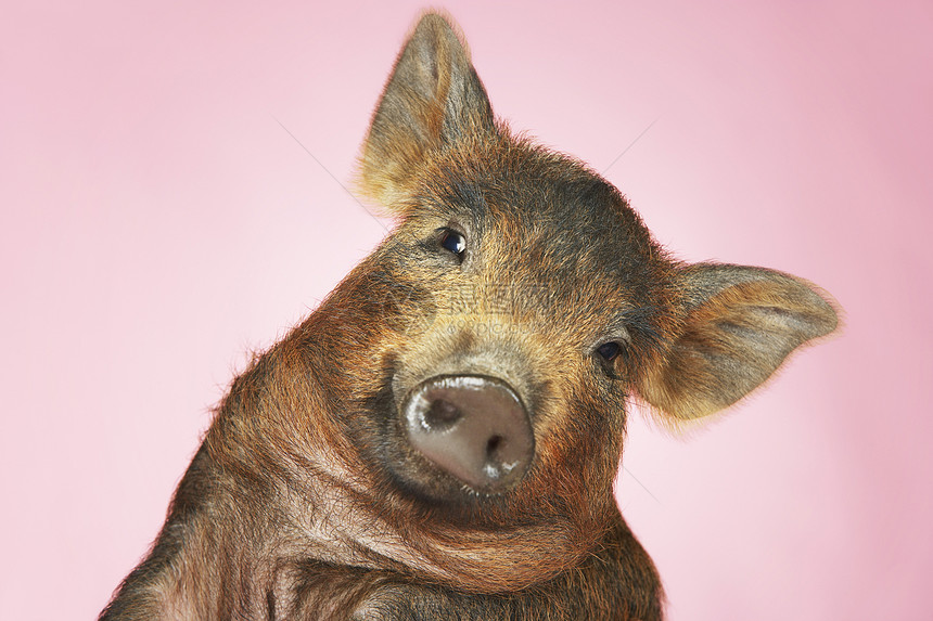 红猪粉色背景工作室鼻子家畜耳朵哺乳动物棕色水平图片