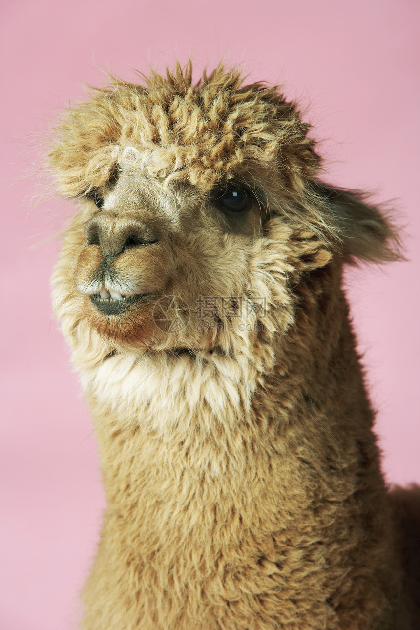 粉红背景上的 Alpaca脖子毛皮骆驼毛食草脊椎动物动物羊驼粉色家畜羊毛图片