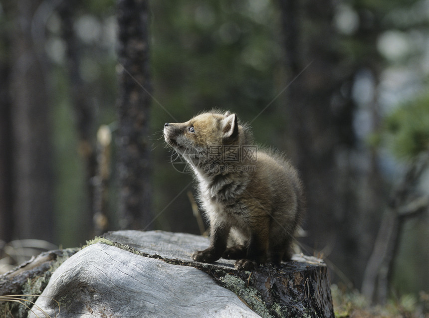 坐在树桩上的狐狸幼崽树木荒野森林哺乳动物摄影犬类野生动物小动物动物林地图片