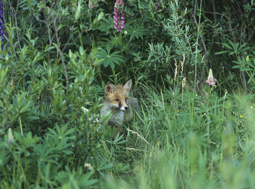 狐狸幼熊站在灌木丛旁图片