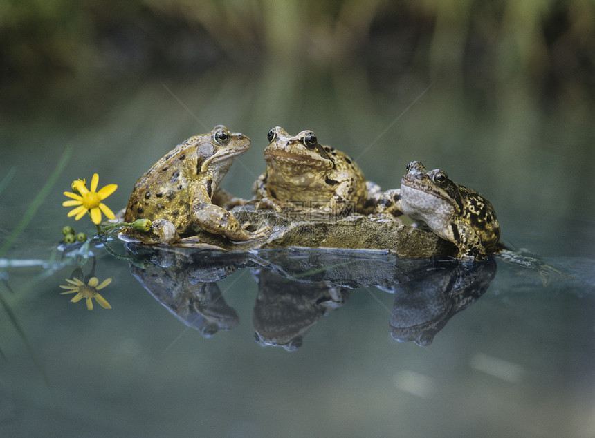 三只青蛙坐在岩石上图片