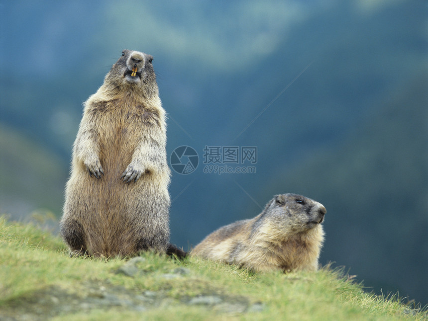 两杯玛莫特摄影荒野土拨鼠自然世界哺乳动物动物啮齿目野生动物图片