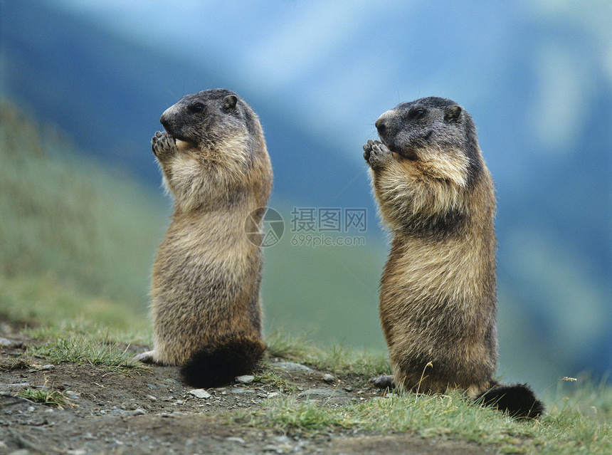 两杯玛莫特荒野动物土拨鼠野生动物哺乳动物摄影自然世界啮齿目图片