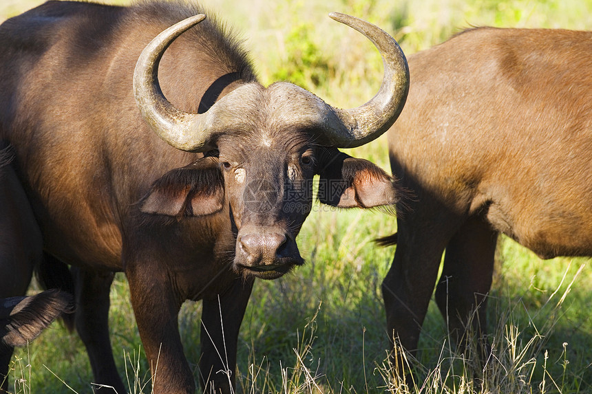 非洲水牛站立于现场近距离图片