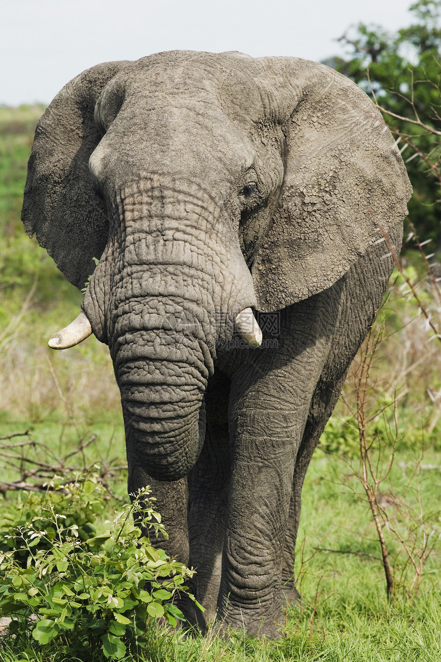 非洲成人大象特配动物野生动物图片