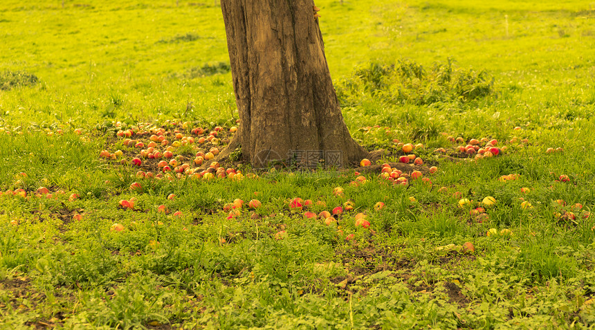 草地上的有机苹果废物图片