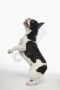 法国斗牛犬在白色背景的后腿上站立全长侧视线高清图片