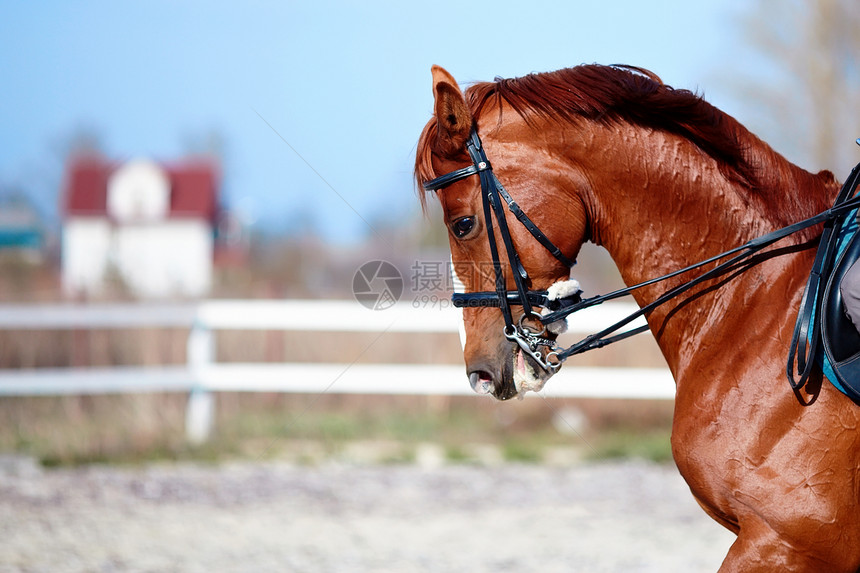 一匹运动的红马的肖像马背家畜竞赛友谊毛皮荒野宠物农场鼻子跑步图片