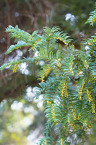 崖柏树在春天特写年轻的分支植物生态植物群森林环境公园枝条叶子衬套芳香背景