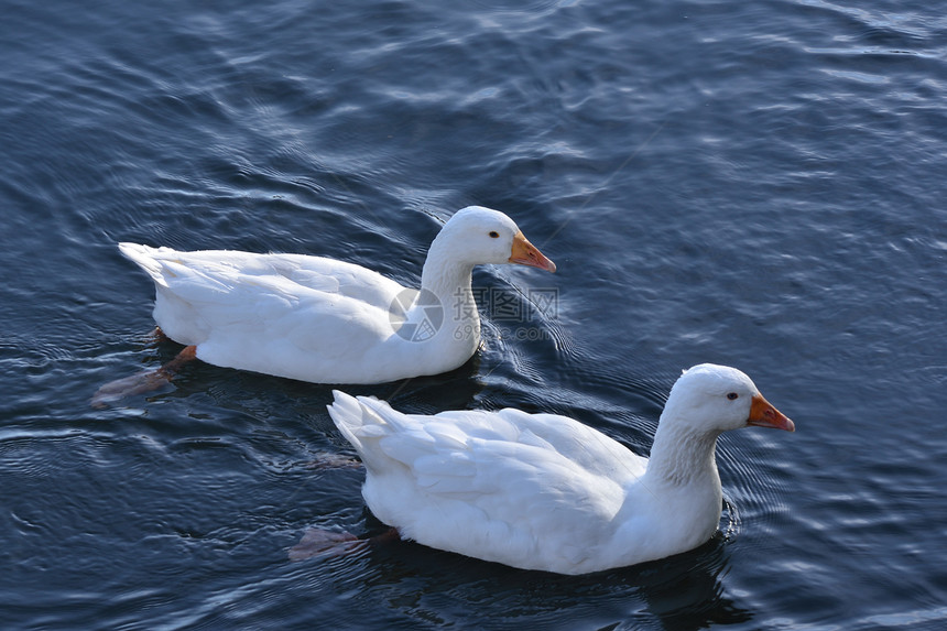 白鹅游泳荒野野生动物动物家禽蓝色池塘水禽农场乡村图片