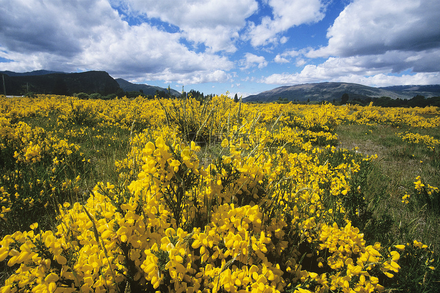 野外山上背景的黄花图片