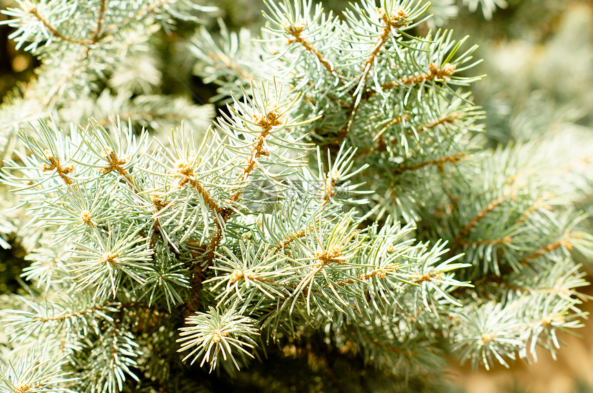欧洲 Larch云杉树木植物群分支机构种子松树枞树针叶叶子生物学图片