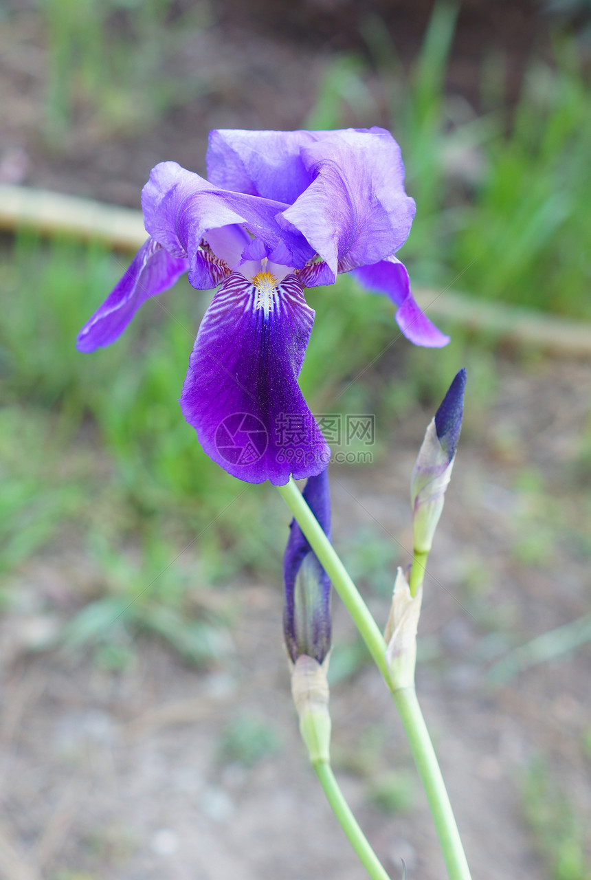 Iris 花花束场地花园花瓣季节公园紫丁香宏观紫色蓝色图片