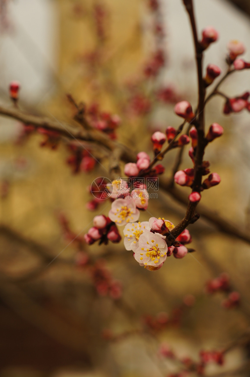 樱花花花瓣水果宏观压痛樱花花园植物柔软度投标季节图片