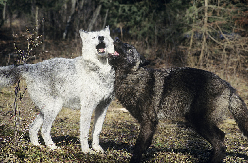 两只狼在森林附近玩耍野生动物毛皮动物乐趣享受团结图片