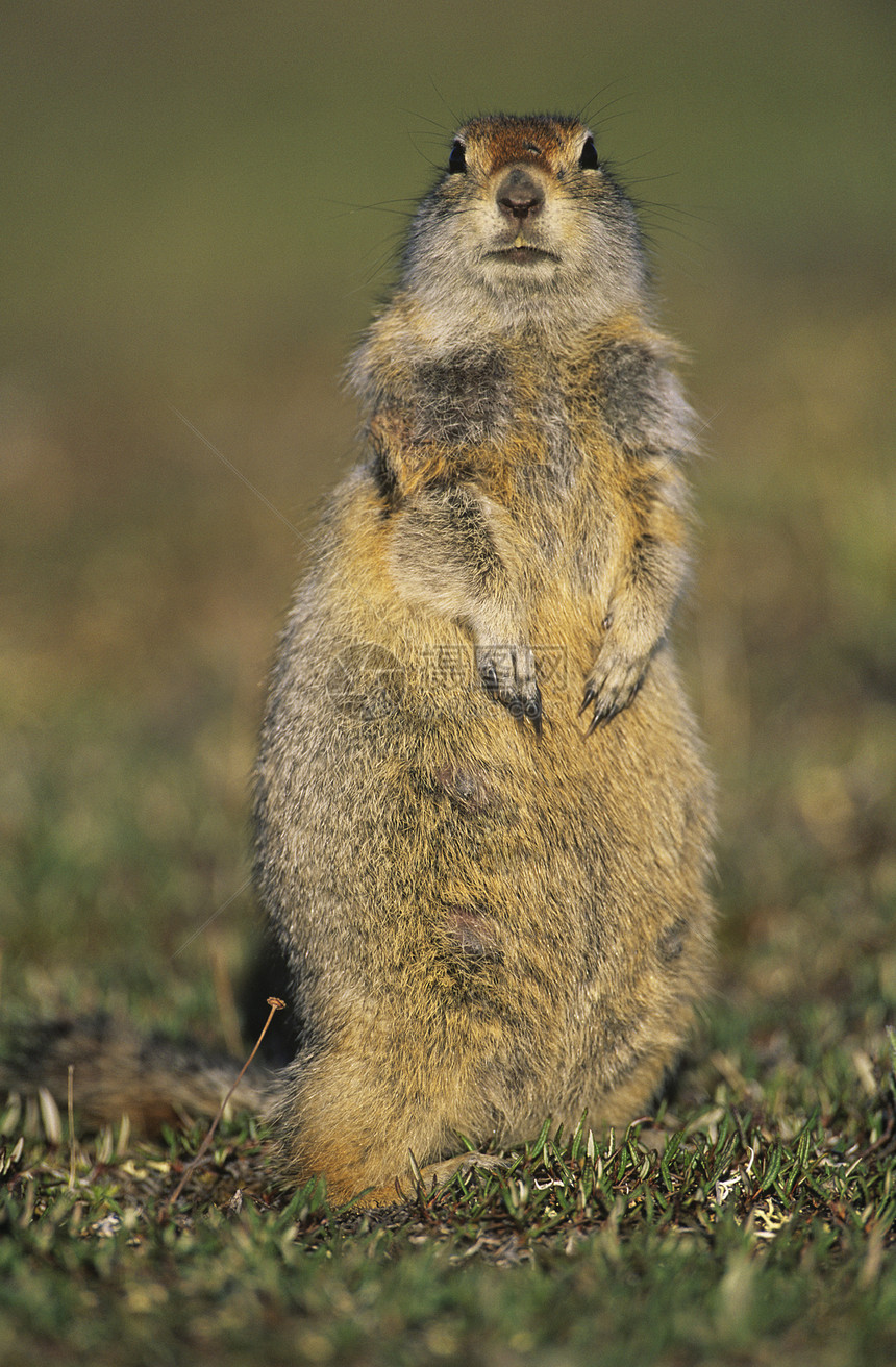 地面松鼠警报警觉动物哺乳动物毛皮场景土拨鼠野生动物图片