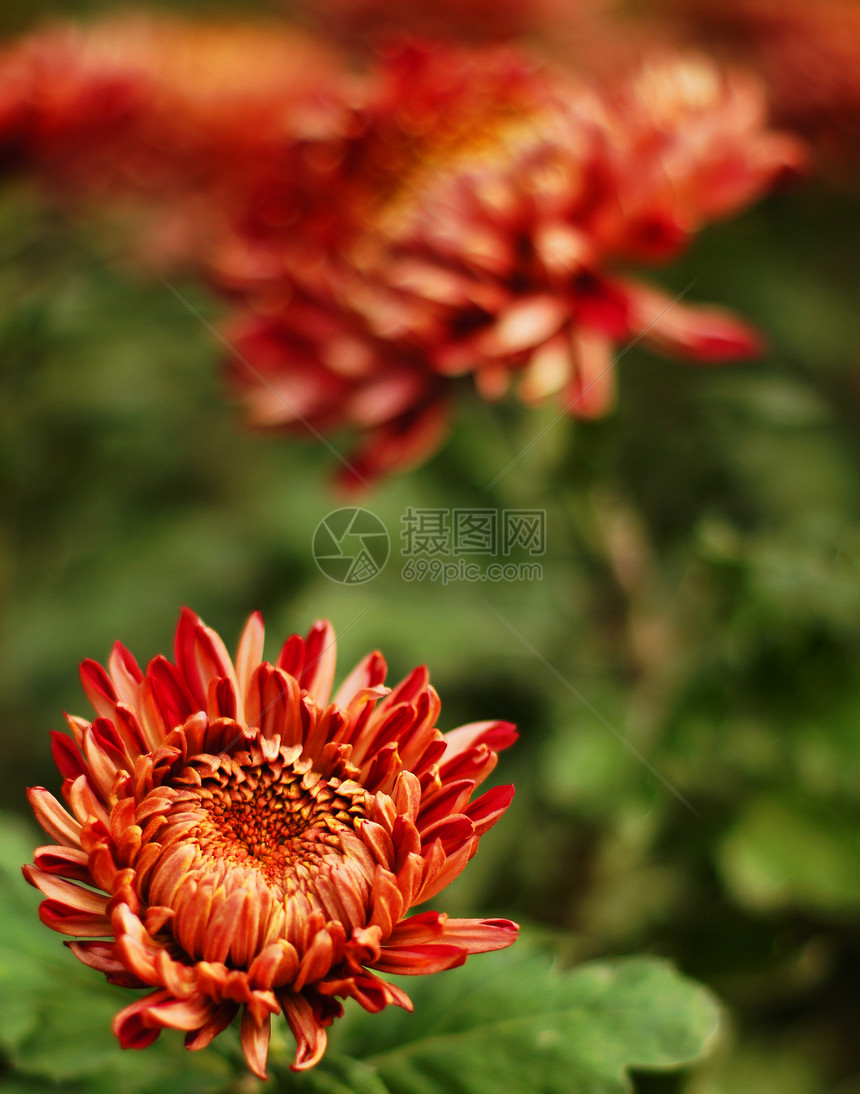 美丽的黄黄色和橙色菊花花秋天金b植物群菊花橙子植物黄色花瓣园艺花园季节金子图片