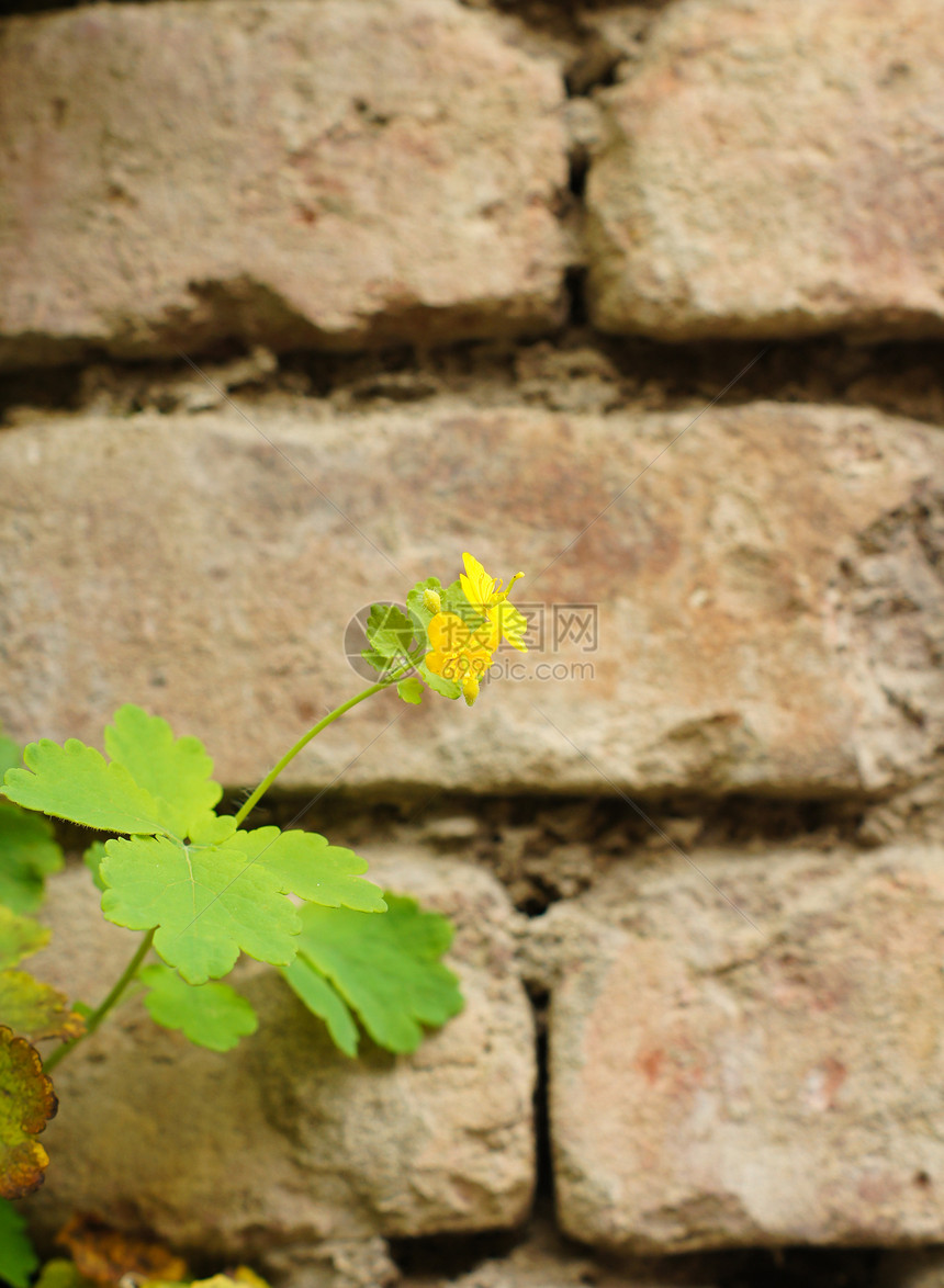 旧砖墙砖块水泥墙纸叶子蕨类苔藓生长植物藤蔓墙壁图片