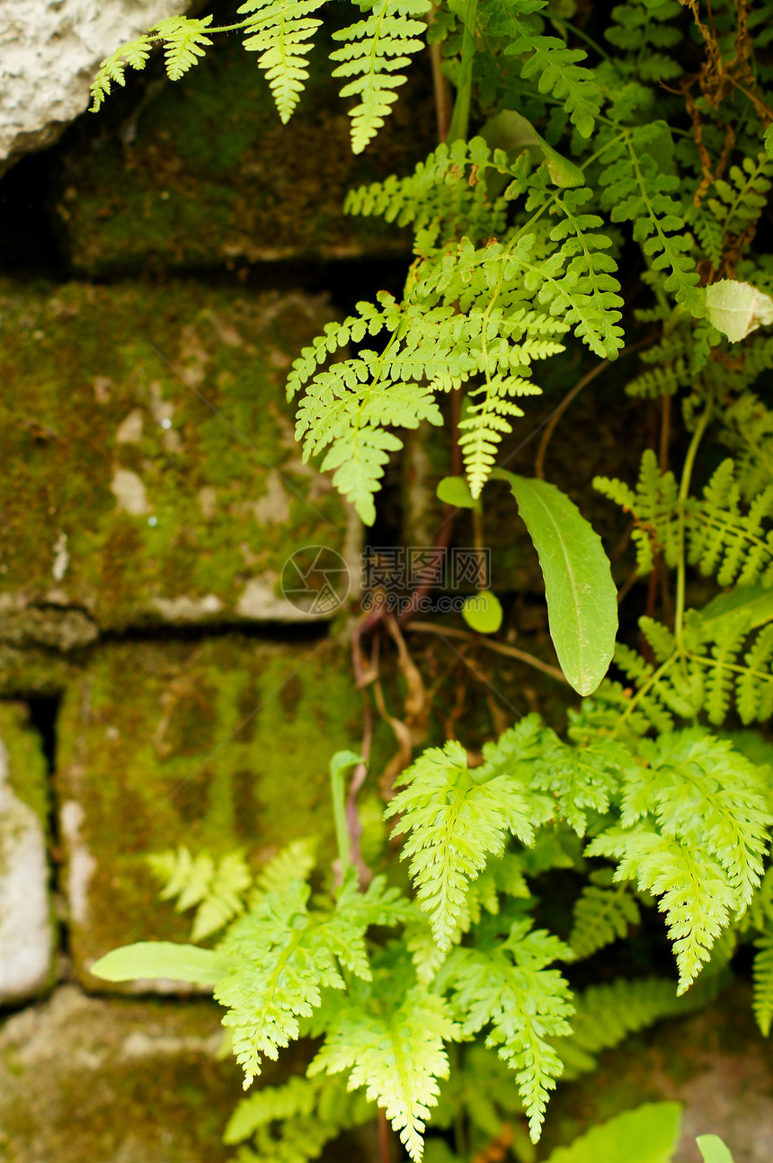 旧砖墙环境历史建筑师登山者植物砖块建筑蕨类墙壁生长图片