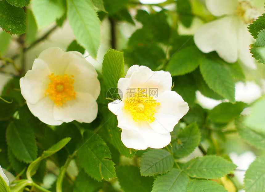 野玫瑰绿色玫瑰花瓣植物投标粉色植物学花期叶子花粉图片