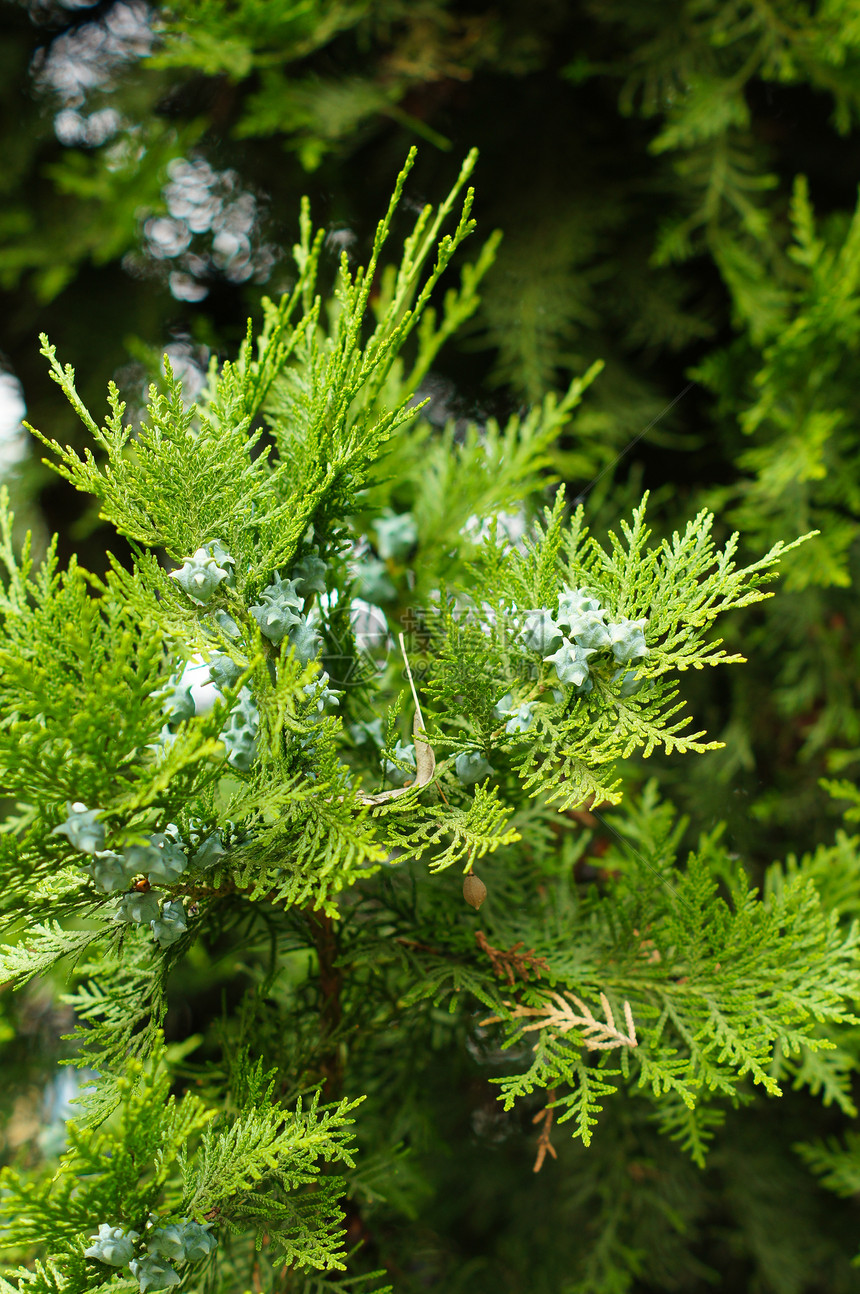 结盘花园植物枝条绿色鳞片状崖柏公园荒野芳香环境图片