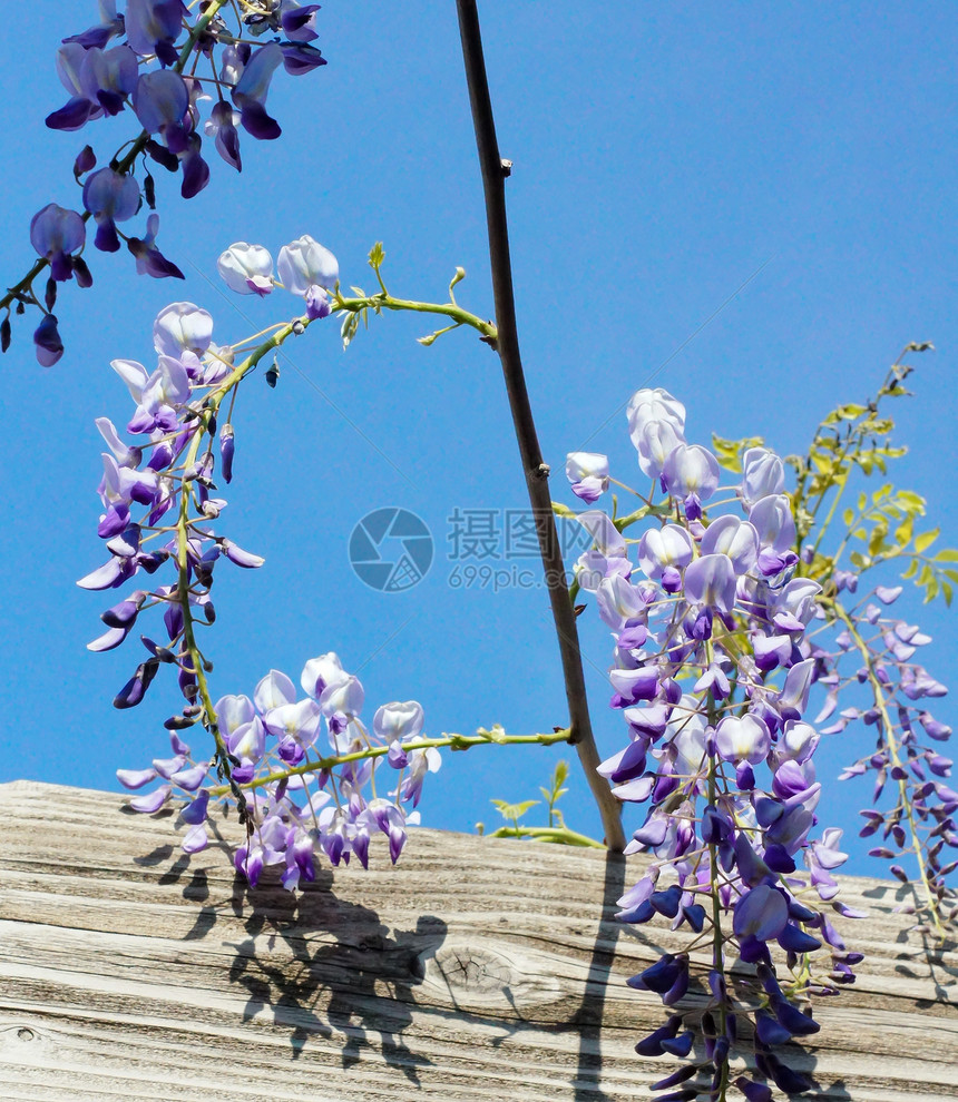 西部地区白色紫色美丽气候天空蓝色花朵生长植物薰衣草图片