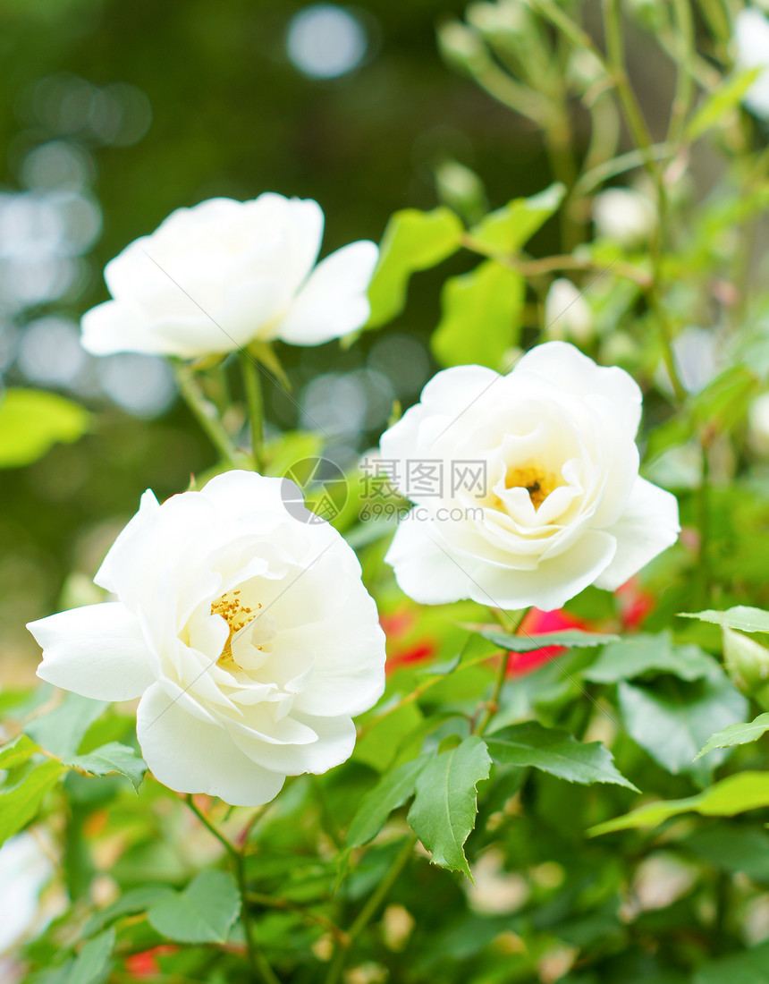 白玫瑰花石头房子念日花园明信片玫瑰乡村小屋季节植物图片