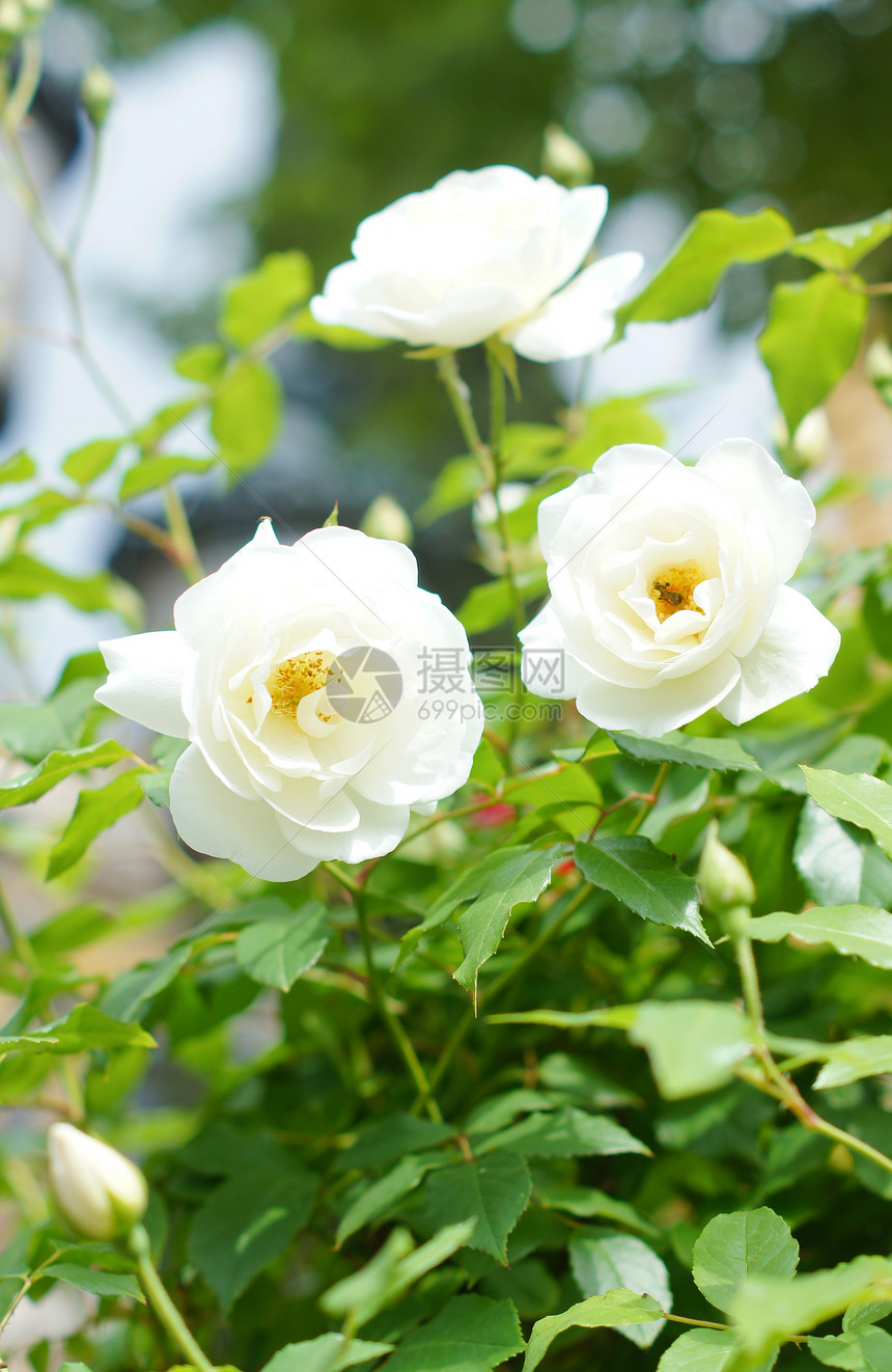 白玫瑰花明信片季节白玫瑰小屋乡村投标石头花园植物学房子图片