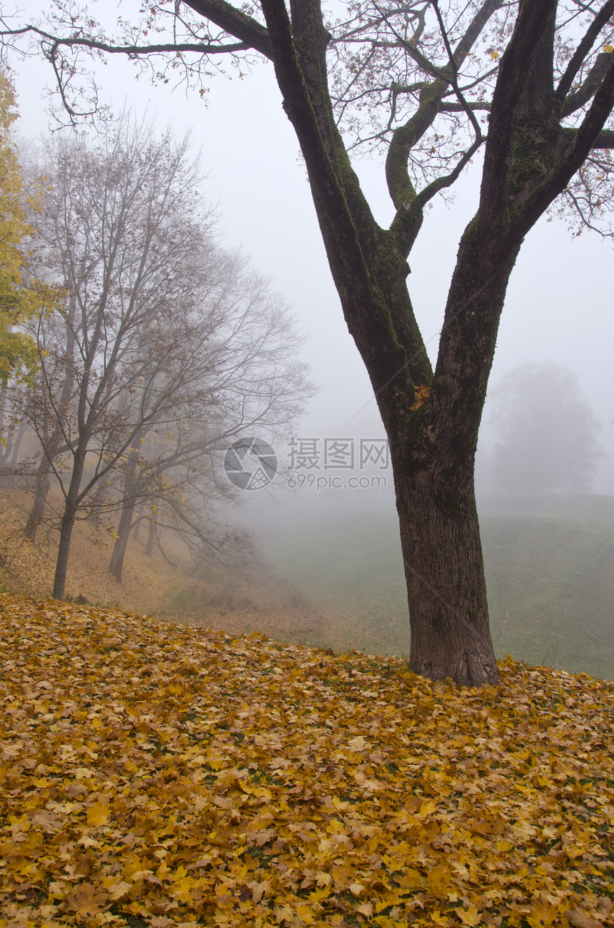 美丽的秋天公园景观 有叶和雾图片