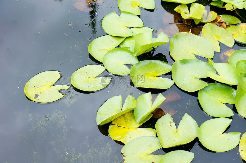 丽花水花百合花瓣植物学漂浮植物美丽池塘植物群粉色绿色图片