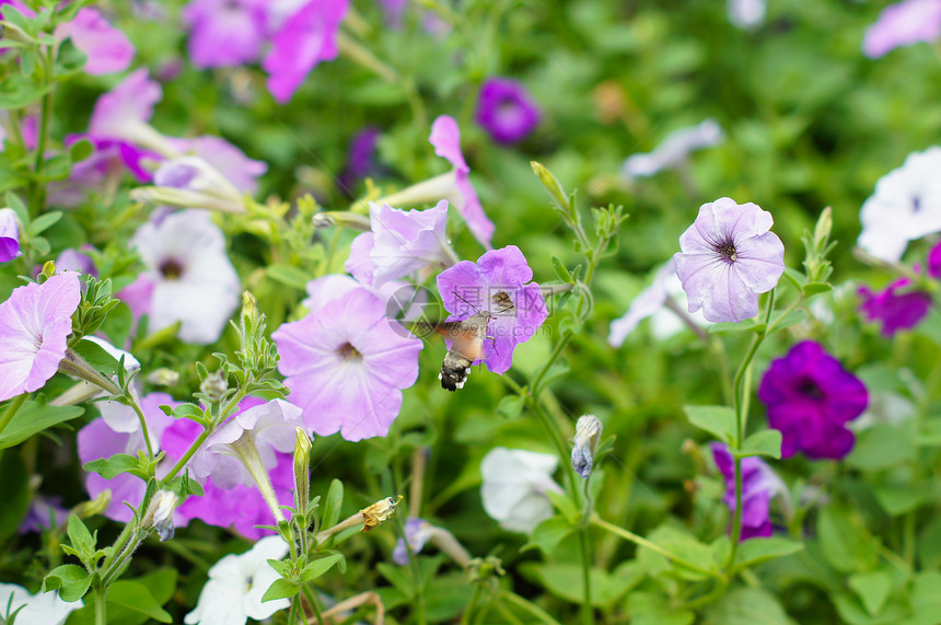 夏间时间院子植物绿洲季节花瓣框架蓝色公园场地花园图片