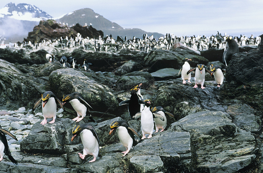 巨石上的企鹅群图片