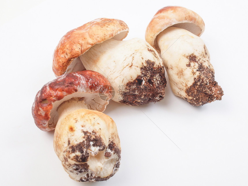 波西尼蘑菇食物营养美食包子常委图片