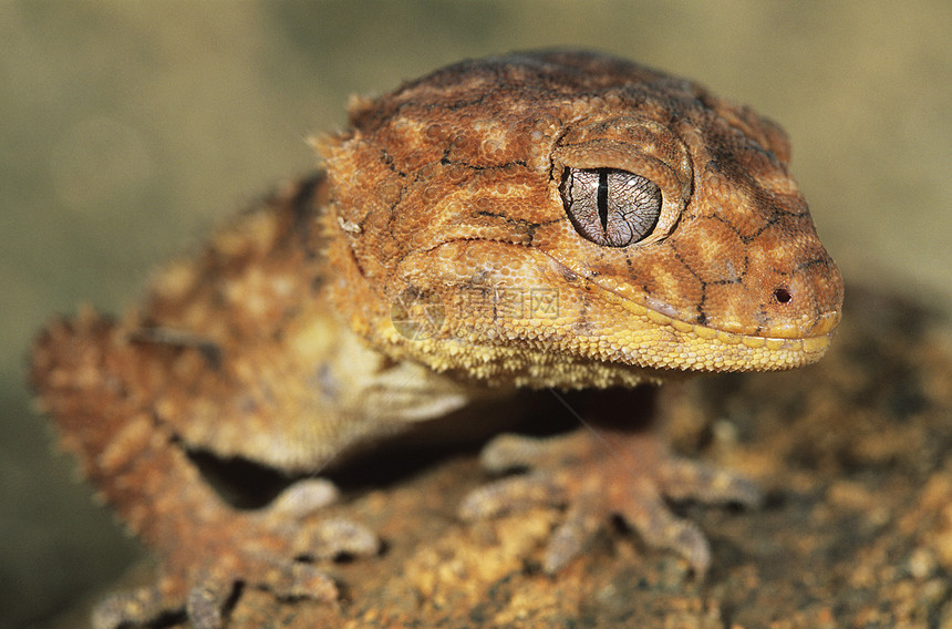 Gecko 近距离特写图片