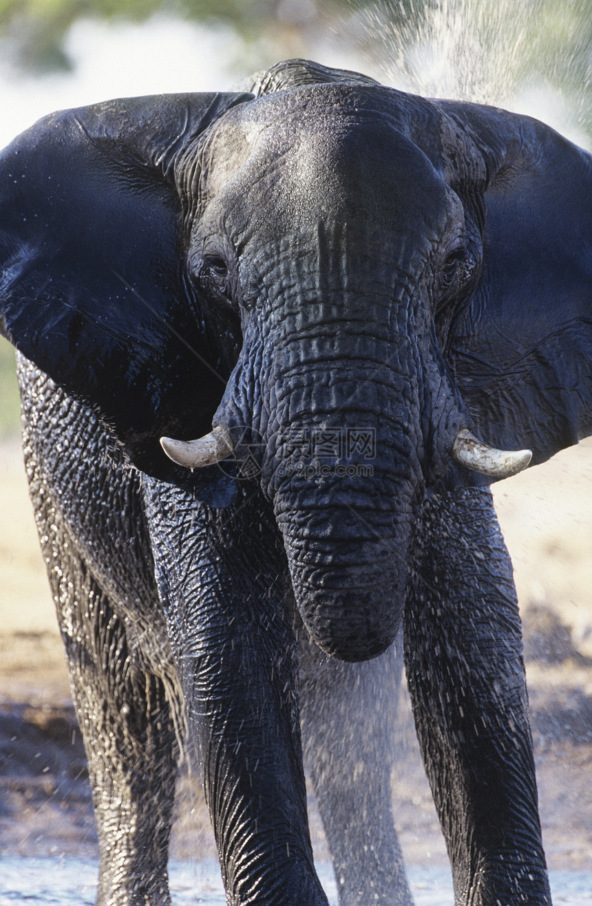 非洲大象在水坑洗澡物种濒危獠牙动物哺乳动物象牙野生动物喷出树干打扫图片