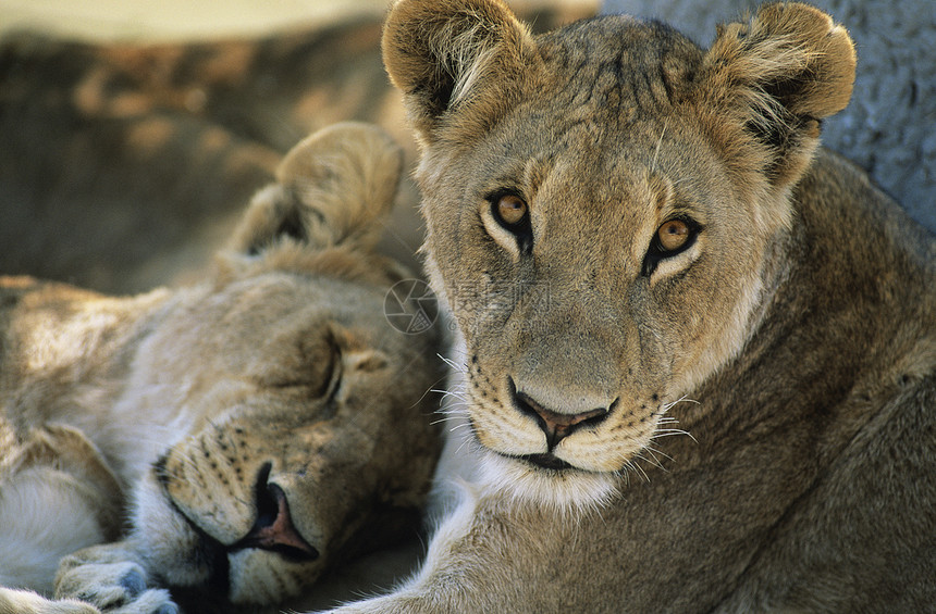 两只狮子紧紧休息图片