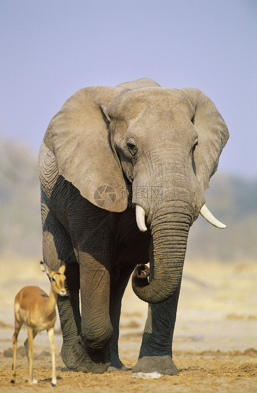非洲大象和热带草原上的加泽勒(和Gazelle)图片