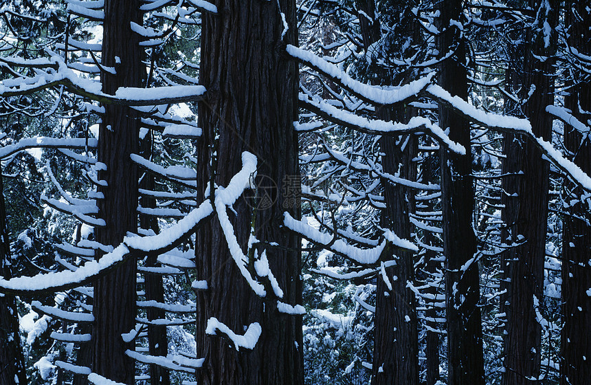 森林中的白雪覆盖树木图片
