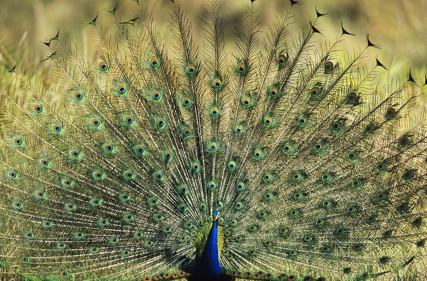 孔雀显示羽毛眼睛蓝色动物展示图片