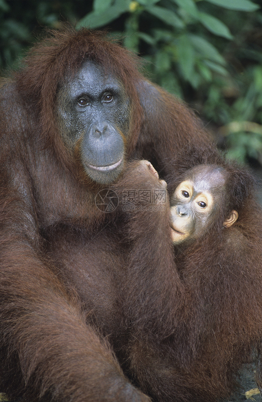 奥兰古塔 拥抱年轻近身野生动物橙色头发毛皮动物哺乳动物前景灵长类团结关爱图片