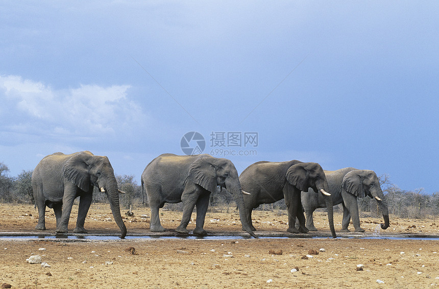 四种非洲大象(非洲罗克森多纳)排行图片