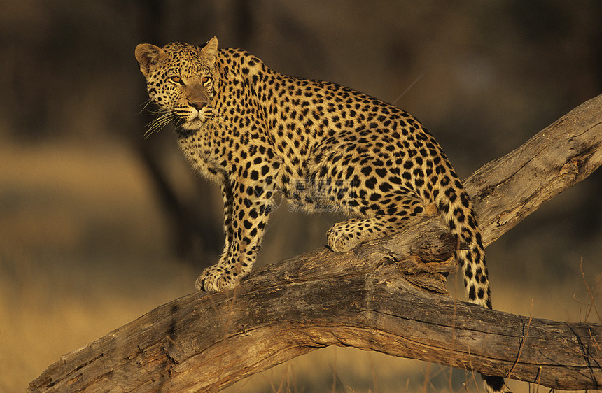 豹在分支上站立野生动物荒野猫科自然世界哺乳动物成年摄影动物分支机构图片