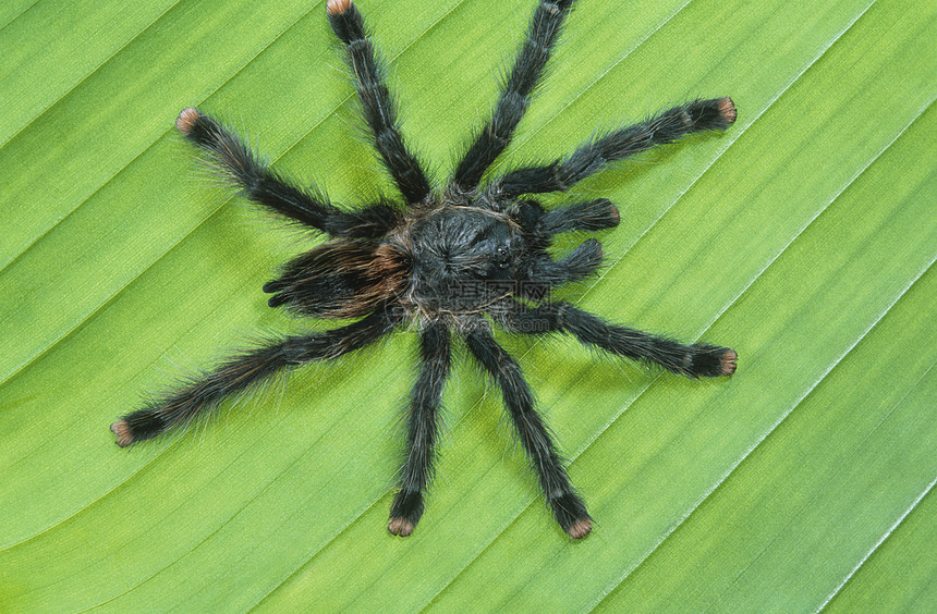 叶叶上的Tarantula图片