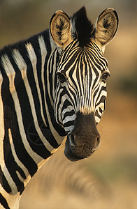平原斑马黑与白条纹前景野生动物爆头哺乳动物动物背景图片